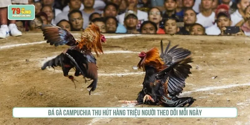 Đá gà Campuchia thu hút hàng triệu người theo dõi mỗi ngày