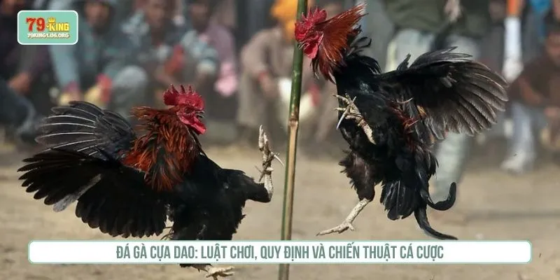 Đá gà cựa dao