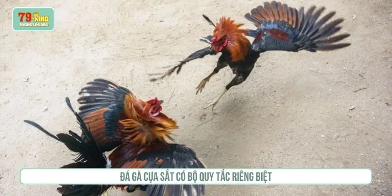 Đá gà cựa sắt có bộ quy tắc riêng biệt