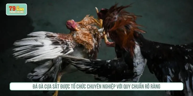 Đá gà cựa sắt được tổ chức chuyên nghiệp với quy chuẩn rõ ràng