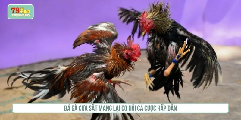 Đá gà cựa sắt mang lại cơ hội cá cược hấp dẫn