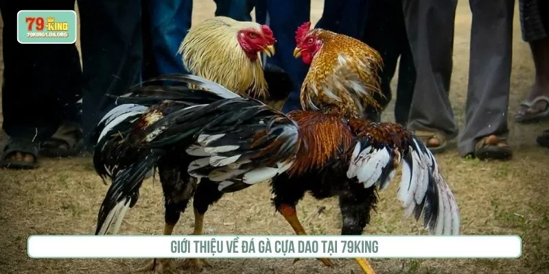 Giới thiệu về đá gà cựa dao tại 79KING