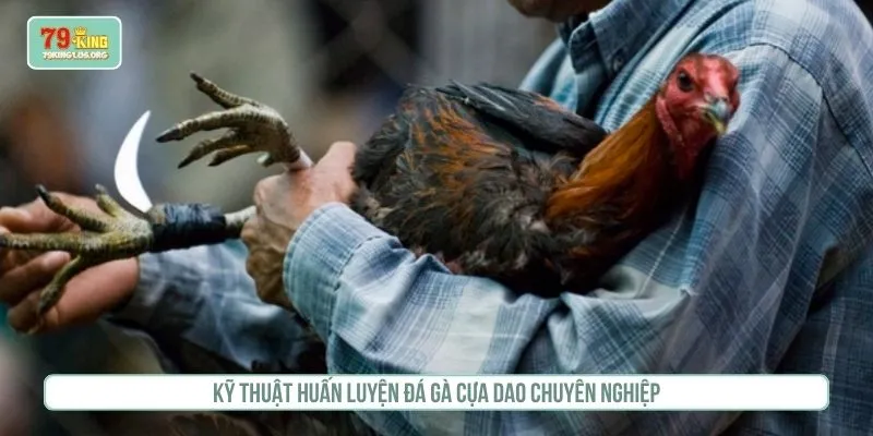 Kỹ thuật huấn luyện đá gà cựa dao chuyên nghiệp