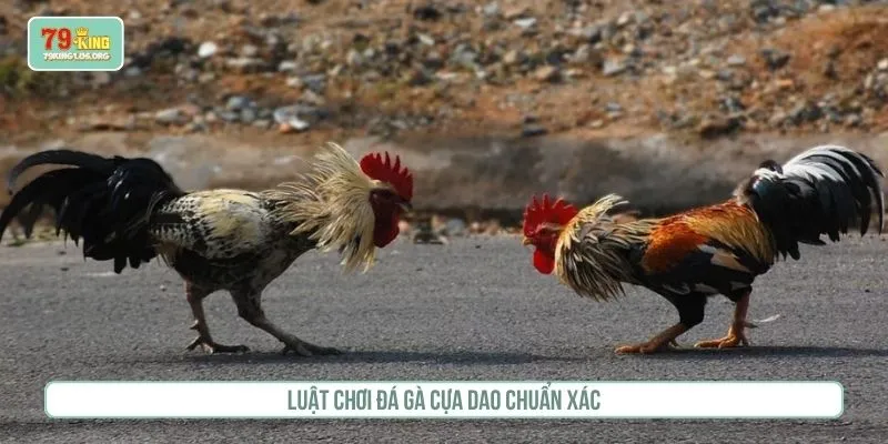 Luật chơi đá gà cựa dao chuẩn xác