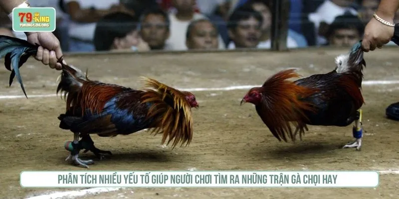 Phân tích nhiều yếu tố giúp người chơi tìm ra những trận gà chọi hay  