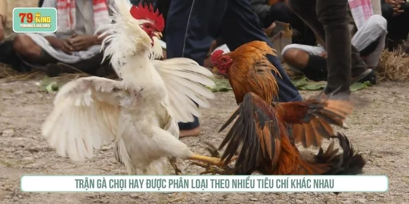 Trận gà chọi hay được phân loại theo nhiều tiêu chí khác nhau