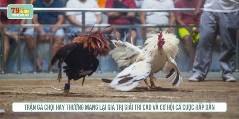 Trận gà chọi hay thường mang lại giá trị giải trí cao và cơ hội cá cược hấp dẫn