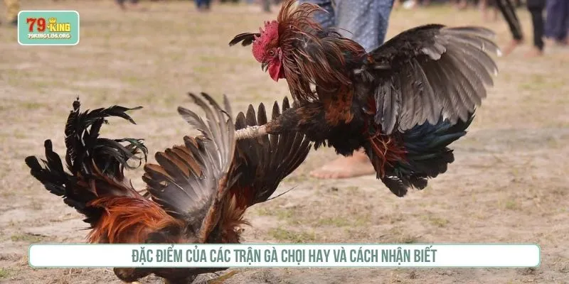 Trận gà chọi hay